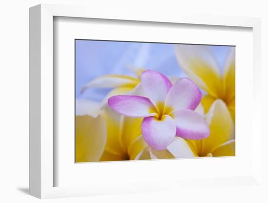 USA, Hawaii, Oahu, Plumeria Flowers in Bloom-Terry Eggers-Framed Photographic Print