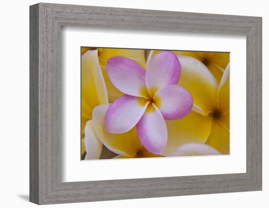 USA, Hawaii, Oahu, Plumeria Flowers in Bloom-Terry Eggers-Framed Photographic Print