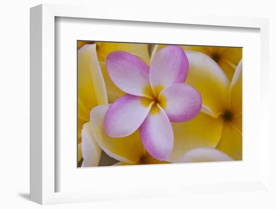 USA, Hawaii, Oahu, Plumeria Flowers in Bloom-Terry Eggers-Framed Photographic Print