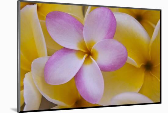 USA, Hawaii, Oahu, Plumeria Flowers in Bloom-Terry Eggers-Mounted Photographic Print