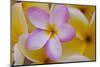 USA, Hawaii, Oahu, Plumeria Flowers in Bloom-Terry Eggers-Mounted Photographic Print