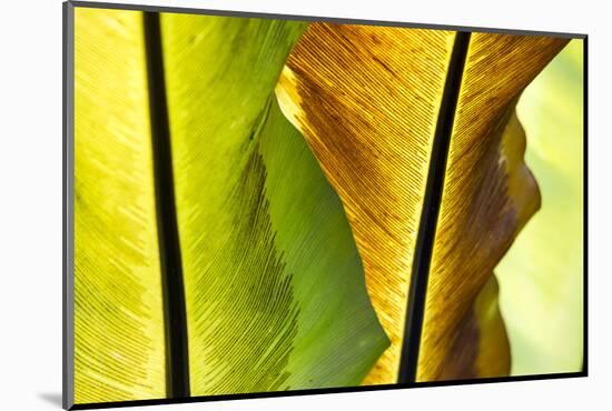 USA, Hawaii, Oahu, Tropical Gardens with philodendrons-Terry Eggers-Mounted Photographic Print