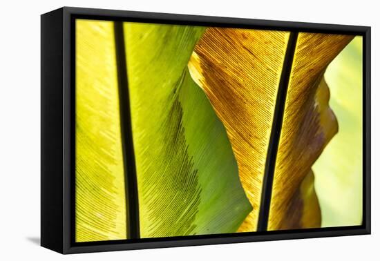 USA, Hawaii, Oahu, Tropical Gardens with philodendrons-Terry Eggers-Framed Premier Image Canvas