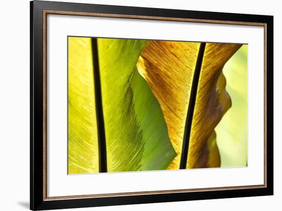 USA, Hawaii, Oahu, Tropical Gardens with philodendrons-Terry Eggers-Framed Premium Photographic Print