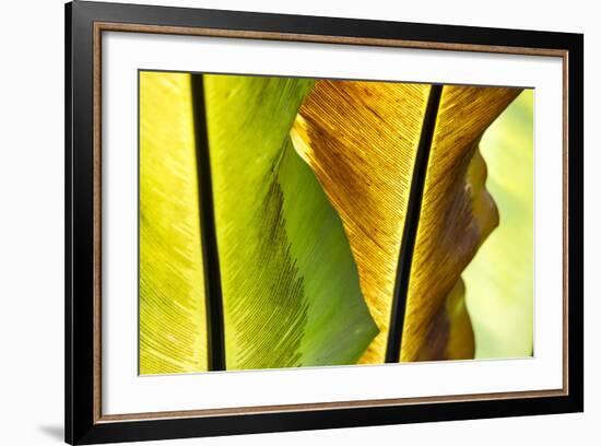 USA, Hawaii, Oahu, Tropical Gardens with philodendrons-Terry Eggers-Framed Premium Photographic Print