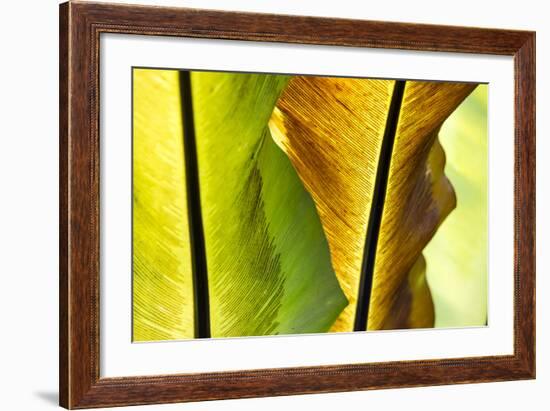 USA, Hawaii, Oahu, Tropical Gardens with philodendrons-Terry Eggers-Framed Premium Photographic Print