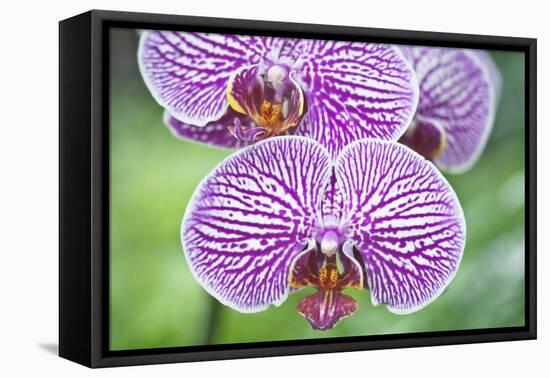 USA, Hi, Near Hilo, Hawaii Tropical Botanical Garden, Orchid-Rob Tilley-Framed Premier Image Canvas