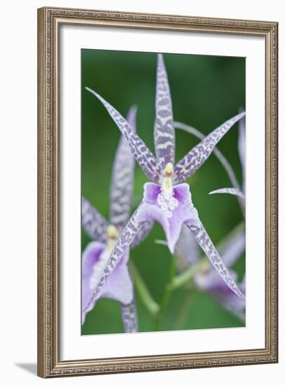 USA, Hi, Near Hilo, Hawaii Tropical Botanical Garden, Orchid-Rob Tilley-Framed Photographic Print