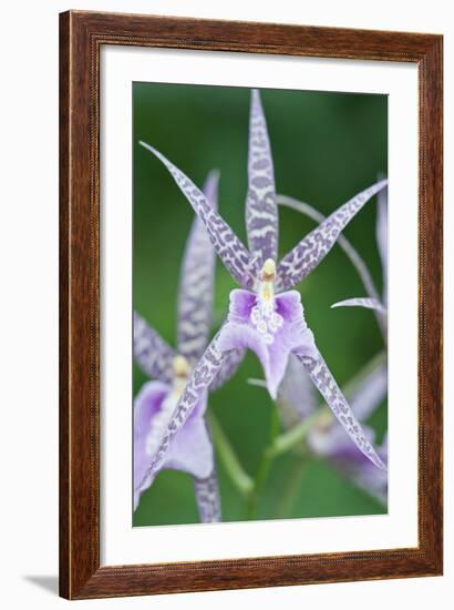 USA, Hi, Near Hilo, Hawaii Tropical Botanical Garden, Orchid-Rob Tilley-Framed Photographic Print