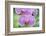 USA, Hi, Near Hilo, Hawaii Tropical Botanical Garden, Orchid-Rob Tilley-Framed Photographic Print