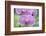 USA, Hi, Near Hilo, Hawaii Tropical Botanical Garden, Orchid-Rob Tilley-Framed Photographic Print