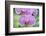 USA, Hi, Near Hilo, Hawaii Tropical Botanical Garden, Orchid-Rob Tilley-Framed Photographic Print