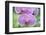 USA, Hi, Near Hilo, Hawaii Tropical Botanical Garden, Orchid-Rob Tilley-Framed Photographic Print