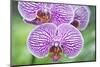 USA, Hi, Near Hilo, Hawaii Tropical Botanical Garden, Orchid-Rob Tilley-Mounted Photographic Print