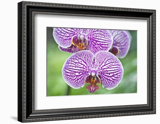 USA, Hi, Near Hilo, Hawaii Tropical Botanical Garden, Orchid-Rob Tilley-Framed Photographic Print