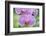 USA, Hi, Near Hilo, Hawaii Tropical Botanical Garden, Orchid-Rob Tilley-Framed Photographic Print