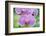 USA, Hi, Near Hilo, Hawaii Tropical Botanical Garden, Orchid-Rob Tilley-Framed Photographic Print