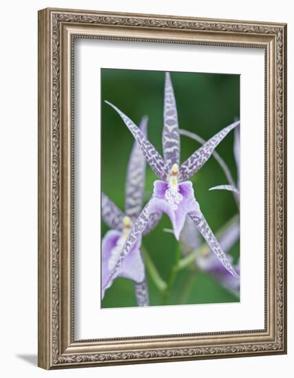 USA, Hi, Near Hilo, Hawaii Tropical Botanical Garden, Orchid-Rob Tilley-Framed Photographic Print