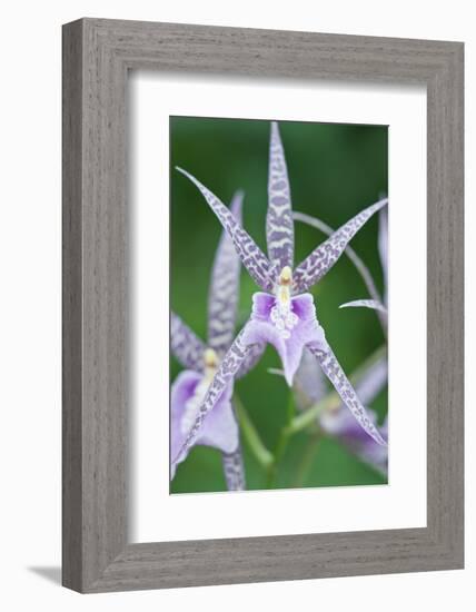 USA, Hi, Near Hilo, Hawaii Tropical Botanical Garden, Orchid-Rob Tilley-Framed Photographic Print