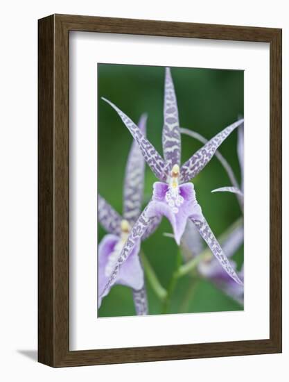 USA, Hi, Near Hilo, Hawaii Tropical Botanical Garden, Orchid-Rob Tilley-Framed Photographic Print