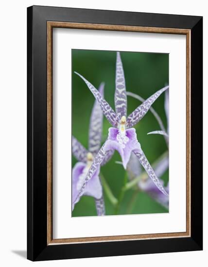 USA, Hi, Near Hilo, Hawaii Tropical Botanical Garden, Orchid-Rob Tilley-Framed Photographic Print