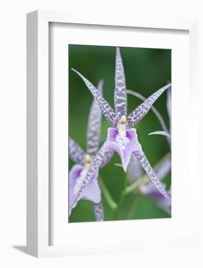 USA, Hi, Near Hilo, Hawaii Tropical Botanical Garden, Orchid-Rob Tilley-Framed Photographic Print