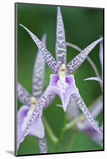USA, Hi, Near Hilo, Hawaii Tropical Botanical Garden, Orchid-Rob Tilley-Mounted Photographic Print