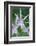 USA, Hi, Near Hilo, Hawaii Tropical Botanical Garden, Orchid-Rob Tilley-Framed Photographic Print