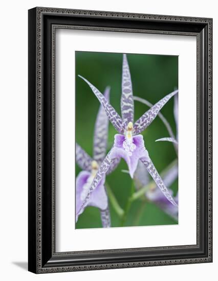 USA, Hi, Near Hilo, Hawaii Tropical Botanical Garden, Orchid-Rob Tilley-Framed Photographic Print