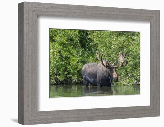 USA, Idaho. Bull Moose in Teton River-Howie Garber-Framed Photographic Print