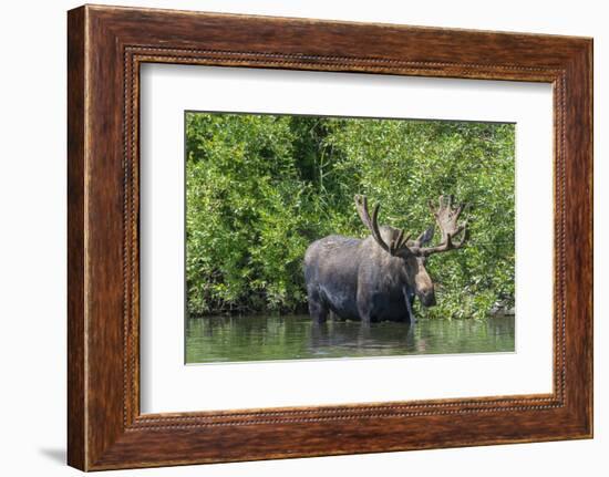 USA, Idaho. Bull Moose in Teton River-Howie Garber-Framed Photographic Print