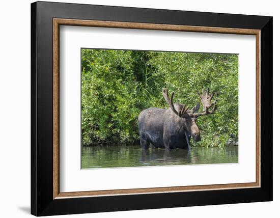 USA, Idaho. Bull Moose in Teton River-Howie Garber-Framed Photographic Print