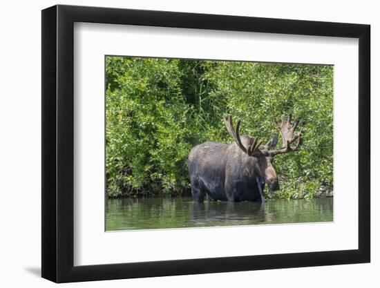 USA, Idaho. Bull Moose in Teton River-Howie Garber-Framed Photographic Print