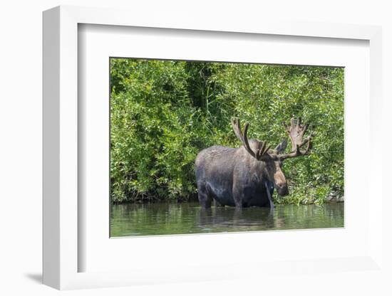 USA, Idaho. Bull Moose in Teton River-Howie Garber-Framed Photographic Print