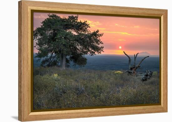 USA, Idaho, Craters of the Moon National Monument and Reserve. Limber pine and lava field.-Janell Davidson-Framed Premier Image Canvas