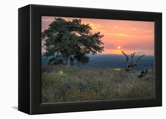 USA, Idaho, Craters of the Moon National Monument and Reserve. Limber pine and lava field.-Janell Davidson-Framed Premier Image Canvas