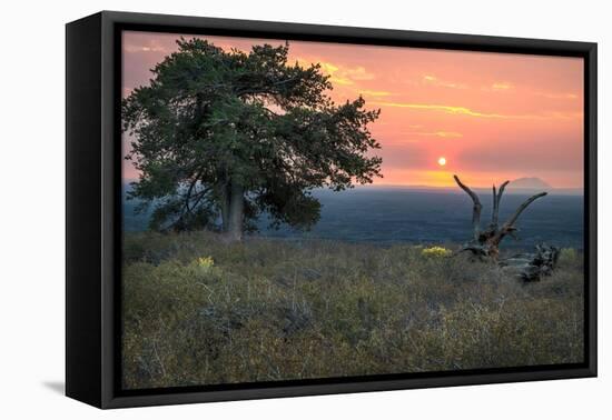 USA, Idaho, Craters of the Moon National Monument and Reserve. Limber pine and lava field.-Janell Davidson-Framed Premier Image Canvas