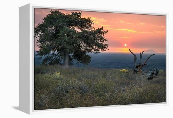 USA, Idaho, Craters of the Moon National Monument and Reserve. Limber pine and lava field.-Janell Davidson-Framed Premier Image Canvas
