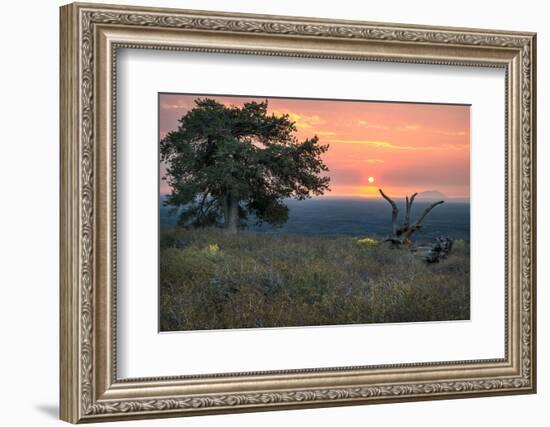 USA, Idaho, Craters of the Moon National Monument and Reserve. Limber pine and lava field.-Janell Davidson-Framed Photographic Print