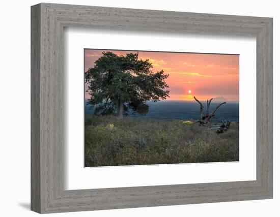 USA, Idaho, Craters of the Moon National Monument and Reserve. Limber pine and lava field.-Janell Davidson-Framed Photographic Print