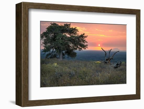 USA, Idaho, Craters of the Moon National Monument and Reserve. Limber pine and lava field.-Janell Davidson-Framed Photographic Print