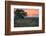 USA, Idaho, Craters of the Moon National Monument and Reserve. Limber pine and lava field.-Janell Davidson-Framed Photographic Print