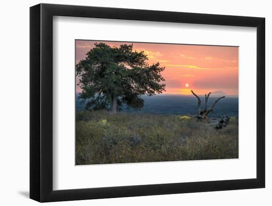 USA, Idaho, Craters of the Moon National Monument and Reserve. Limber pine and lava field.-Janell Davidson-Framed Photographic Print