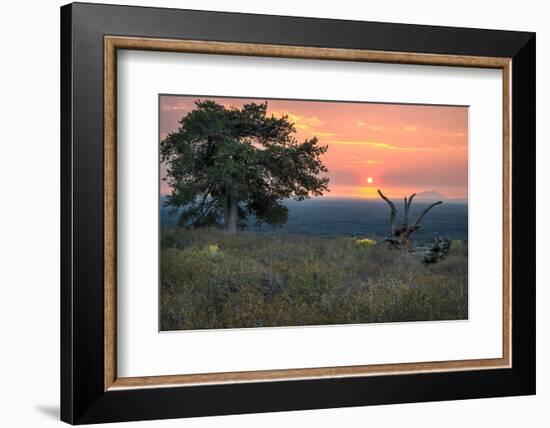 USA, Idaho, Craters of the Moon National Monument and Reserve. Limber pine and lava field.-Janell Davidson-Framed Photographic Print