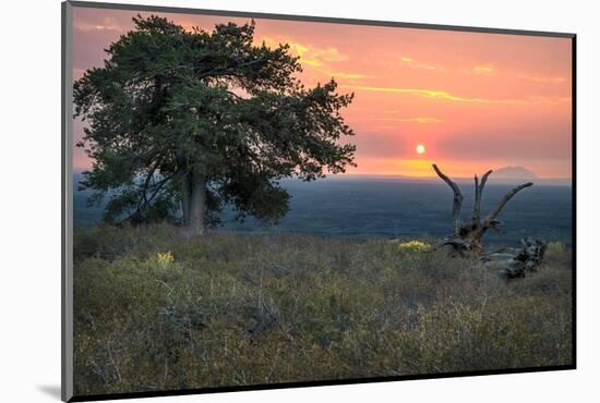 USA, Idaho, Craters of the Moon National Monument and Reserve. Limber pine and lava field.-Janell Davidson-Mounted Photographic Print