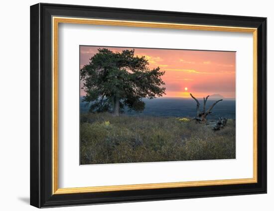 USA, Idaho, Craters of the Moon National Monument and Reserve. Limber pine and lava field.-Janell Davidson-Framed Photographic Print