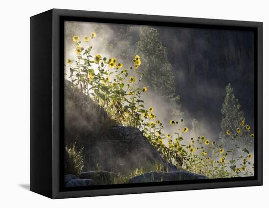 Usa, Idaho, Lowman. Wild sunflowers and steam rising from Pine Flats Hot Spring at dawn.-Merrill Images-Framed Premier Image Canvas