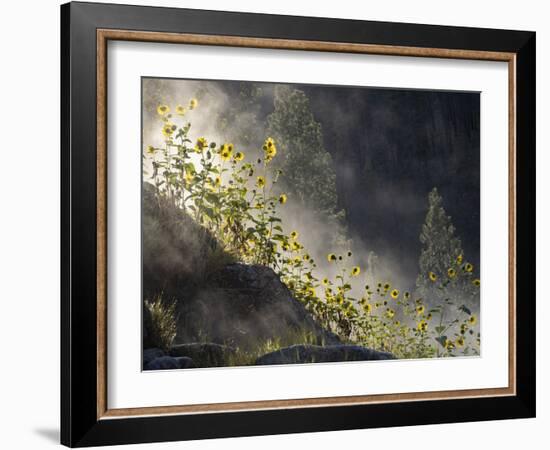Usa, Idaho, Lowman. Wild sunflowers and steam rising from Pine Flats Hot Spring at dawn.-Merrill Images-Framed Photographic Print