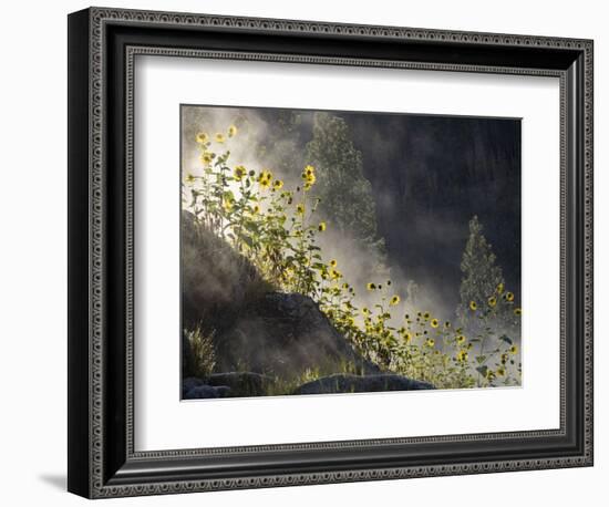 Usa, Idaho, Lowman. Wild sunflowers and steam rising from Pine Flats Hot Spring at dawn.-Merrill Images-Framed Photographic Print