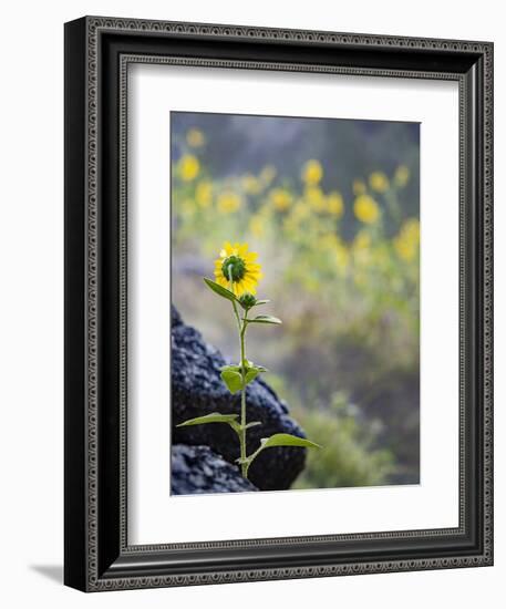 Usa, Idaho, Lowman. Wild sunflowers (Helianthus annuus).-Merrill Images-Framed Photographic Print